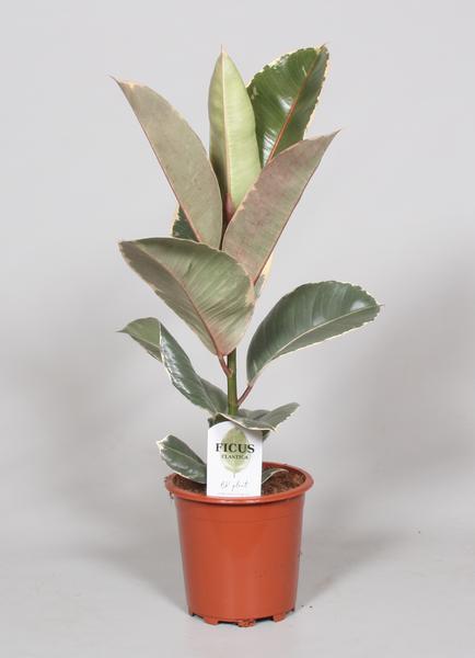 Gummibaum (Ficus Elastica Tineke) – 60 cm hohe dekorative Zimmerpflanze mit panaschierten Blättern.