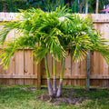 Spindle Palm Tree