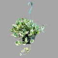 N'Joy Pothos Plant in 8" Hanging Basket - Low Light Indoor Plant - Variegated Leaves - Epipremnum aureum 'N'Joy'