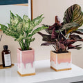 Planter Pot with Drainage, Plant Pot, Succulent Planter, Pink Planters, Wood Base, Planter with Tray, 4 inch, 5 inch, Gradient Ombré, White