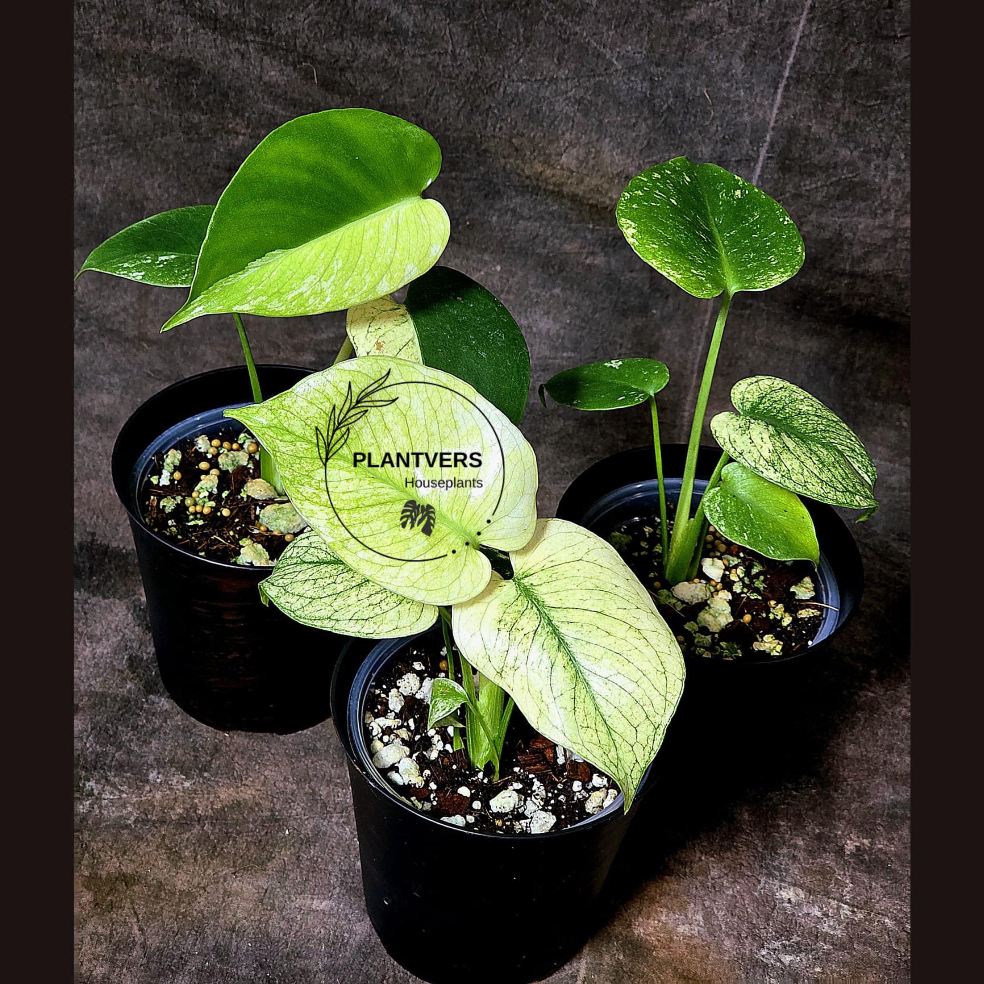 Variegated Mint Pot