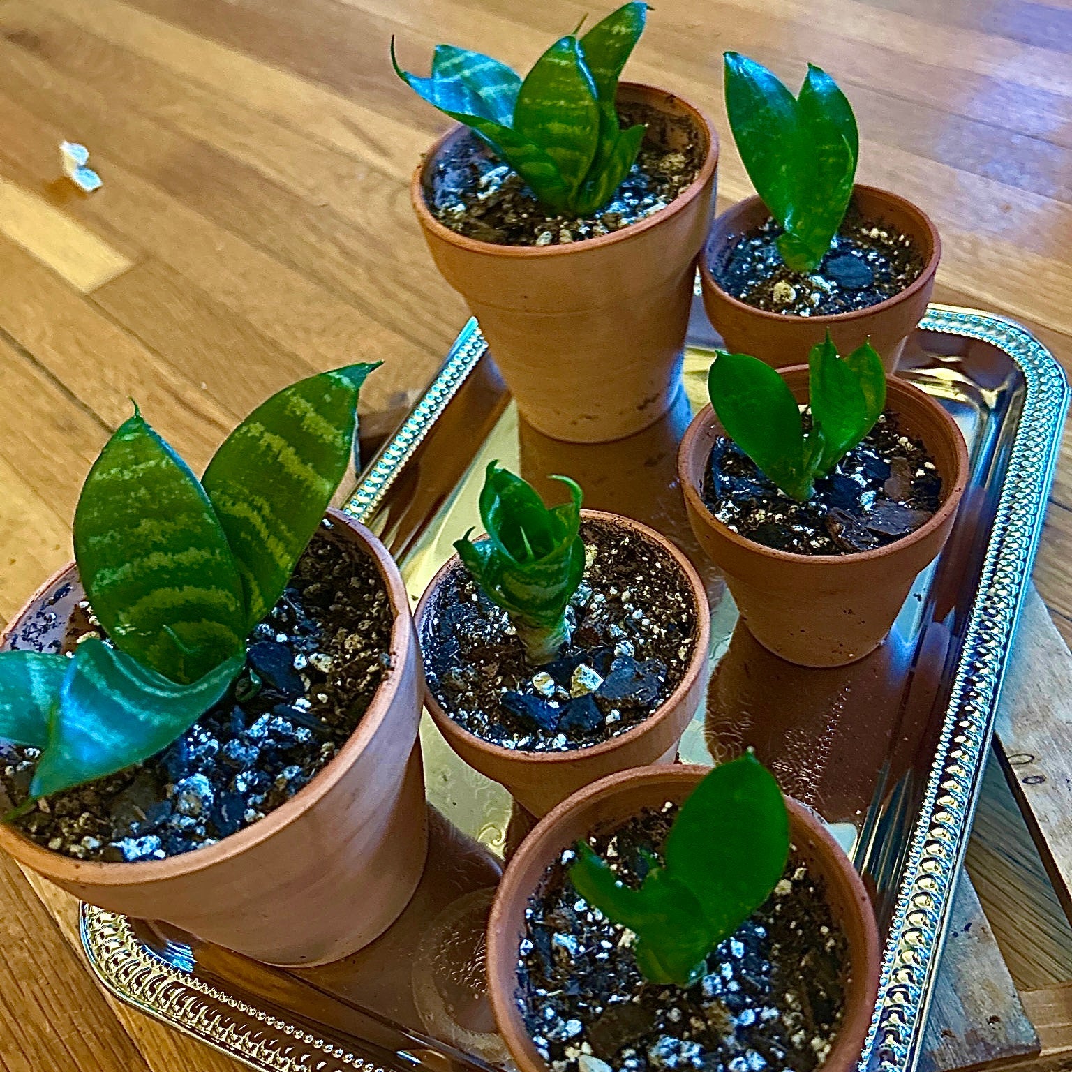 Bird’s Nest Snake Plant