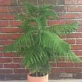 Araucaria heterophylla (Norfolk island pine)
