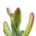 Kalanchoe luciae 'Lady fingers' aka 'Oricula' leaf detail on white background.