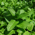 Mint - Mentha spicata 'Kentucky Colonel' (Kentucky Colonel Spearmint)