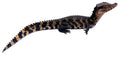 Cuvier's True Dwarf Caiman - Reptile Pets Direct