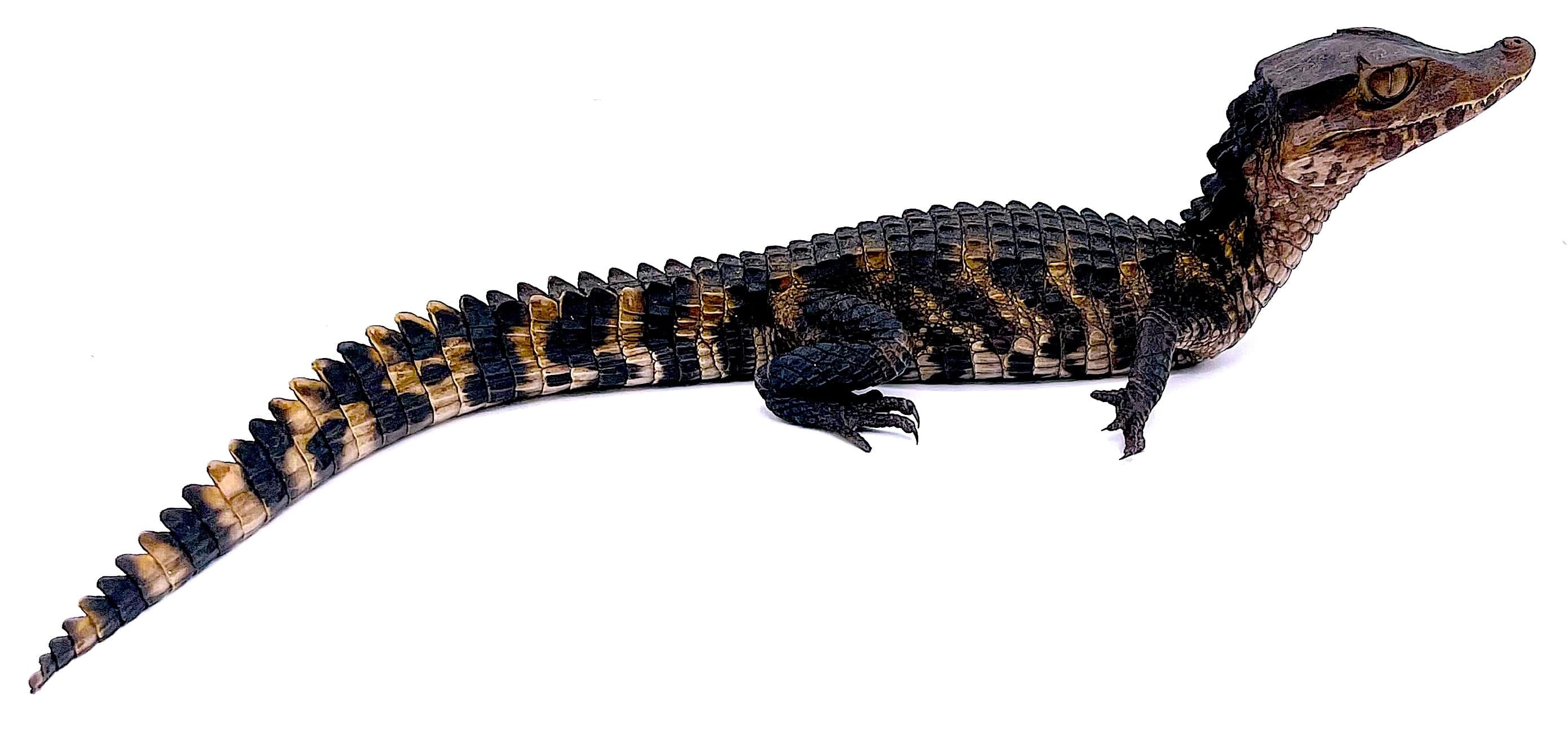 Cuvier's True Dwarf Caiman - Reptile Pets Direct