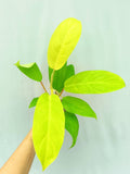 Philodendron Domesticum Lemon Lime
