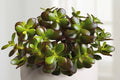 Planta de jade Minor - Crassula ovata - El Nou Garden