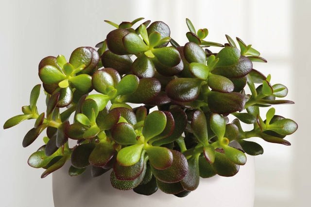 Planta de jade Minor - Crassula ovata - El Nou Garden