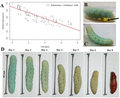 Standardized methods for rearing a moth larva, Manduca sexta, in a  laboratory setting
