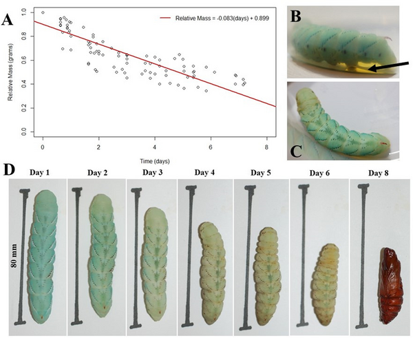 Standardized methods for rearing a moth larva, Manduca sexta, in a  laboratory setting