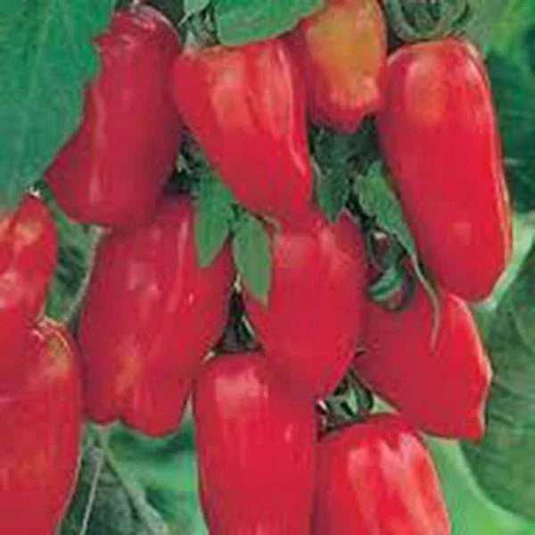 San Marzano Tomato Seeds, Heirloom Variety, 500 Count, Classic Italian Tomatoes, Solanum lycopersicum