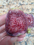 Ponte Tresa Fig Tree Cuttings - 2 Delicious Swiss Fig Cuttings - Ficus carica 'Ponte Tresa' with Beautiful Coloring