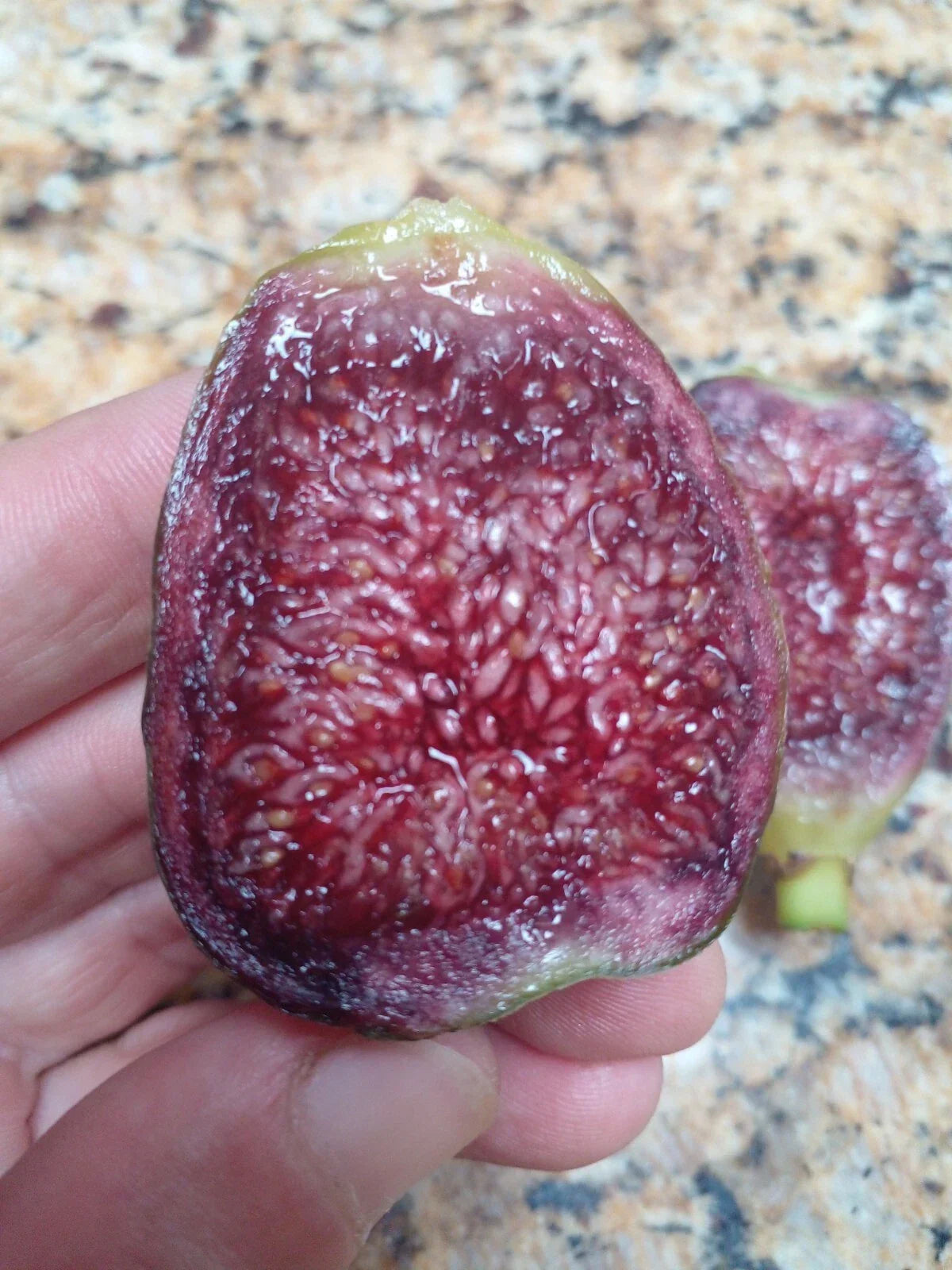 Ponte Tresa Fig Tree Cuttings - 2 Delicious Swiss Fig Cuttings - Ficus carica 'Ponte Tresa' with Beautiful Coloring
